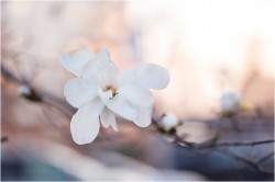 dogwood in spring photos-3 dogwood in spring photos-3