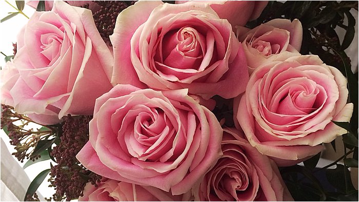 Pink Roses Happy Valentine's Day